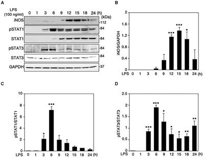 Regulatory Role of GRK2 in the TLR Signaling-Mediated iNOS Induction Pathway in Microglial Cells